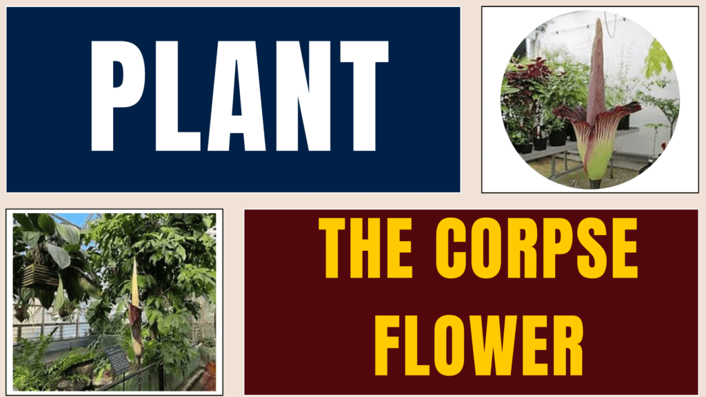 The corpse flower